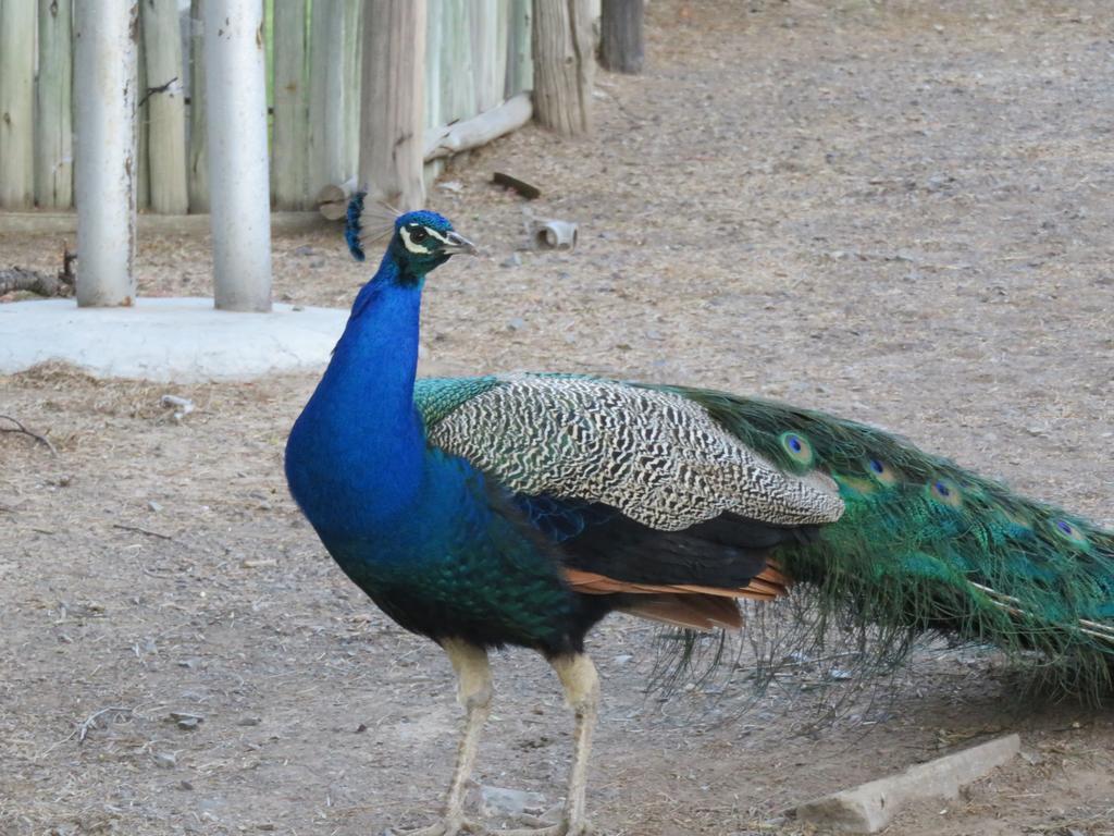 Olive Grove Guest Farm Βίλα Beaufort West Εξωτερικό φωτογραφία